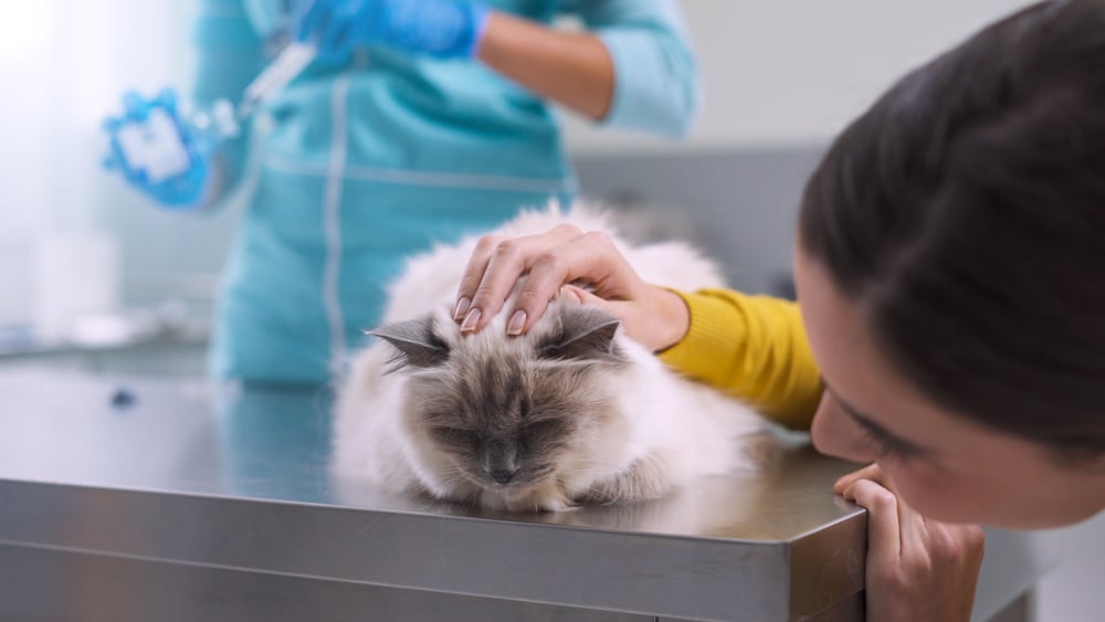 Medicines To Your Pets Effectively